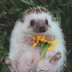 Meet your Posher, Vick